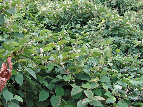 A large mature stand of Japanese knotweed