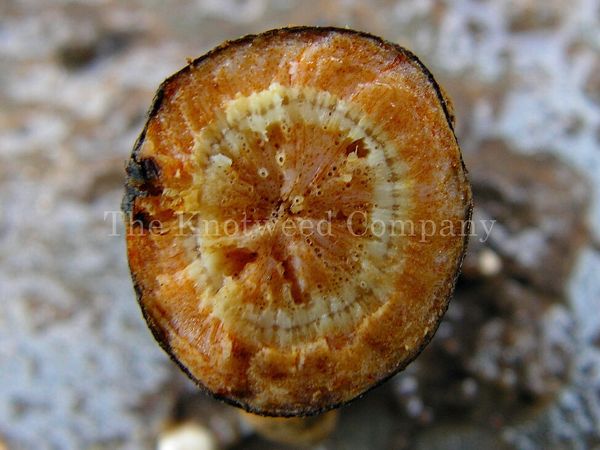A cross-section of Japanese knotweed rhizome showing the bright orange colouring