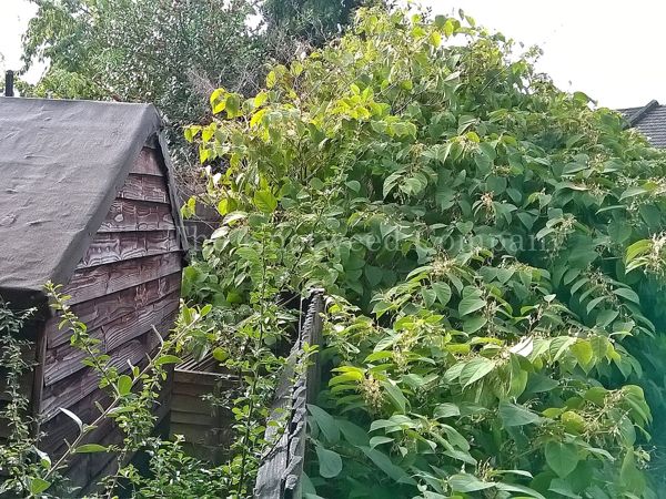 An uncontrolled Japanese knotweed infestation on a neighbouring property