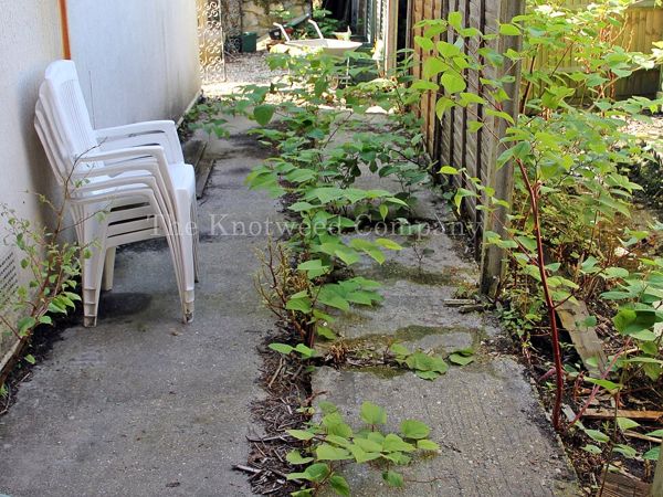 Mature knotweed has historically been concreted over but continues to emerge around the edges and through cracks