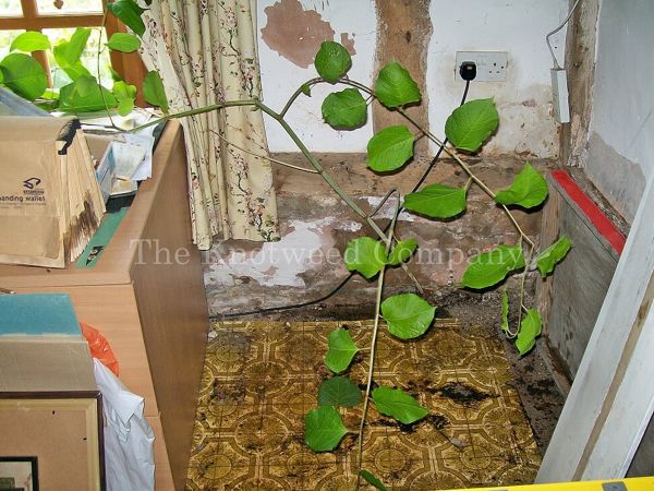 Japanese knotweed has found a weakness in a decaying wall and has grown inside a property