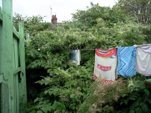 Mature Japanese knotweed growing in a garden in Bedfordshire