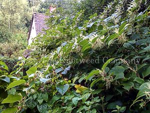 Mature, flowering Japanese knotweed in a garden in Gloucestershire