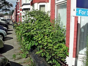 Mature Japanese knotweed growing in front of a house in Merseyside