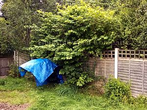 Japanese knotweed growing over a boundary fence in Staffordshire