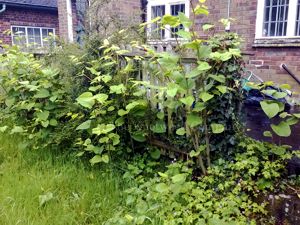 Mature Japanese knotweed regrowth beside a commercial property in Sussex