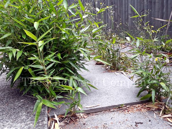 Bamboo can lift paving slabs