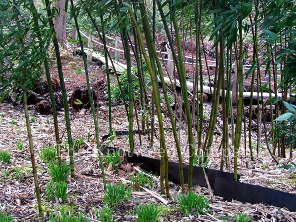 Bamboo can escape containment