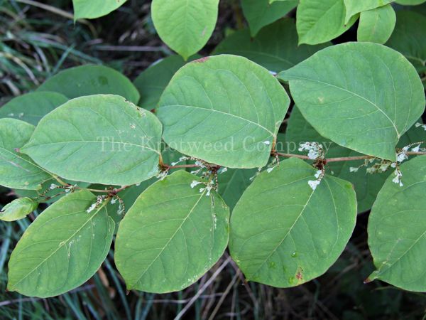Japanese knotweed leaves are shield-shaped and grow alternately on the stem
