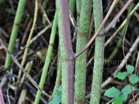 Japanese knotweed stems are green, speckled with pink/purple and segmented like bamboo