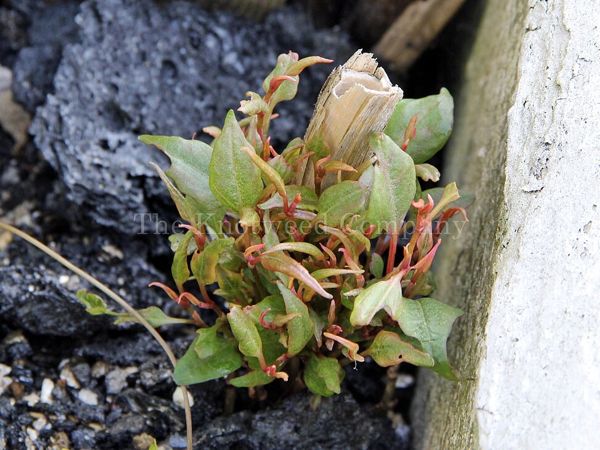 Stunted ‘bonsai’ regrowth of a Japanese knotweed plant