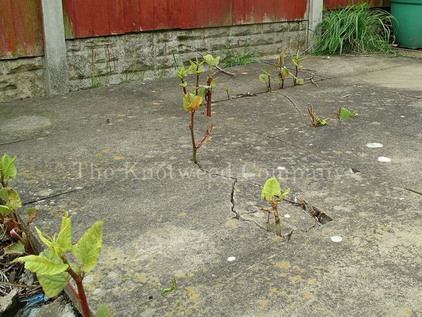 The inevitable result when mature knotweed is paved over without prior remediation of the knotweed