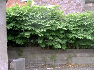 Mature Japanese knotweed growing along a boundary wall – and through adjacent tarmac – at a property in Bristol