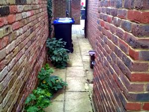 Japanese knotweed growing from beneath a paved pathway in Buckinghamshire