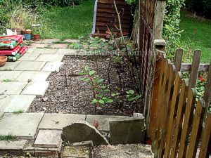 Japanese knotweed growing both sides of a boundary in gardens in Cambridge