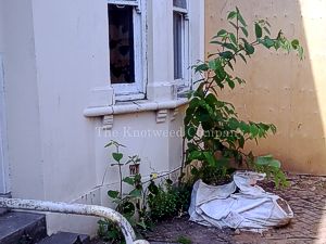 Japanese knotweed growing outside a house on Guernsey