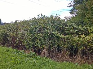A mature stand of Japanese knotweed growing along the edge of a field in Cheshire