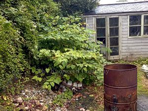 Semi-mature Japanese knotweed in a garden in Cornwall