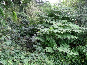 Semi-mature Japanese knotweed growing in a woodland in County Durham