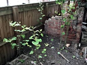 Japanese knotweed emerging by a demolished outbuilding in Derby