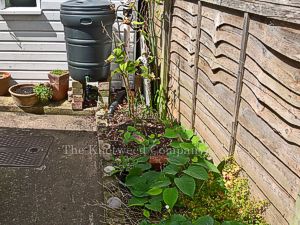 Japanese knotweed growing in a shrub bed in a garden in Devon