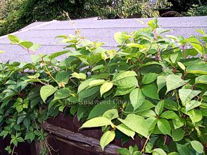 Japanese knotweed growing between a shed and a fence in a garden in Essex