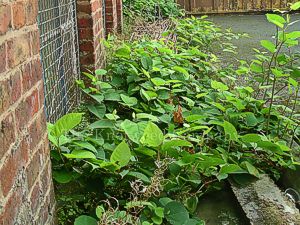 Japanese knotweed growing between a car park and a building in Greater Manchester
