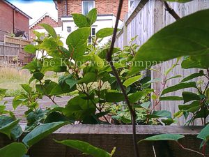 Japanese knotweed growing at the bottom of a garden in Hampshire