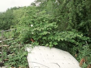 Japanese knotweed growing beside an area of fly-tipping in Hertfordshire