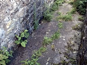 Japanese knotweed emerging between a concrete path and a wall in Lancashire