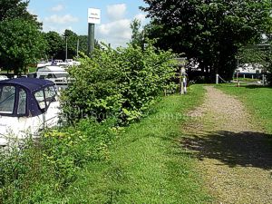 Mature Japanese knotweed growing beside a waterway in Lincolnshire