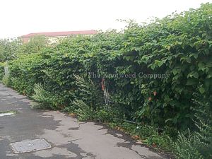Japanese knotweed growing between a shed and a fence in a garden in Essex