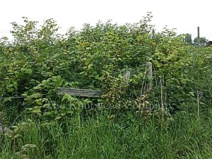 A mature stand of Japanese knotweed in Norfolk