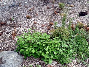 Healthy and stunted (‘bonsai’) Japanese knotweed regrowth, partway through a treatment programme in Northampton