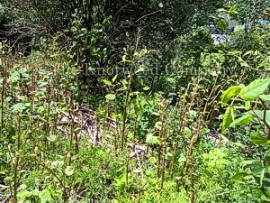 Japanese knotweed regrowth in a mature stand in Nottingham