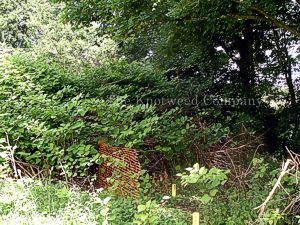 Well-established stand of Japanese knotweed along the edge of a field in Oxfordshire