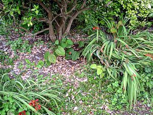 Japanese knotweed regrowth at the edge of a garden in Somerset