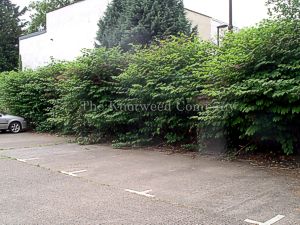 Mature stand of Japanese knotweed along the edge of a car park in Surrey
