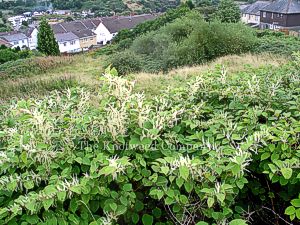 Mature, flowering Japanese knotweed growing across a hillside in Wales