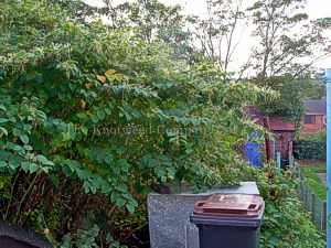 A garden in Warwickshire with a significant infestation of Japanese knotweed