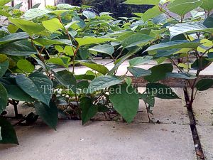 Japanese knotweed growing through a paved patio in Wiltshire