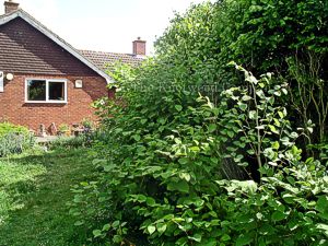 Japanese knotweed in a garden in Worcestershire