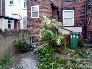 Japanese knotweed growing in the back yard of a house in Yorkshire